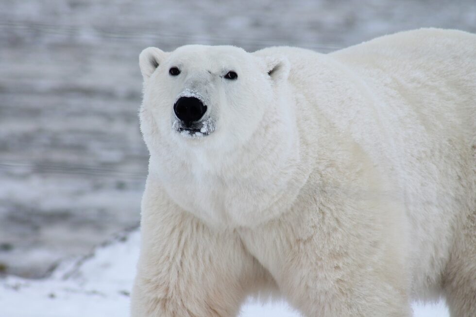 Orso Polare Svalbard