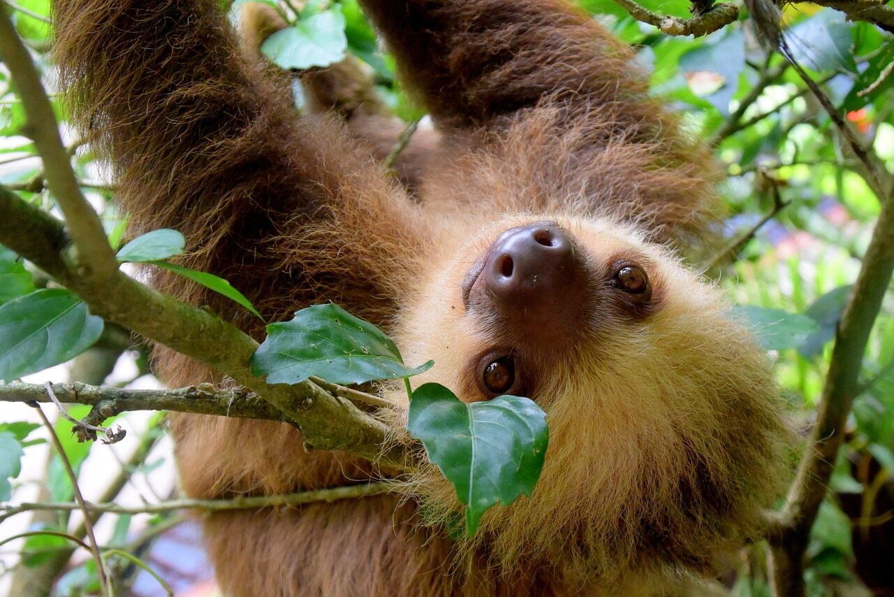 Bradipo del Costa RICA