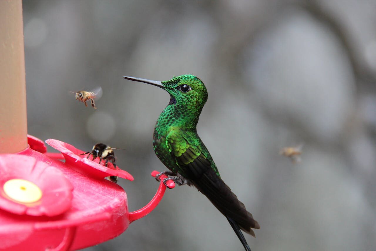 Costa Rica - Colibrì