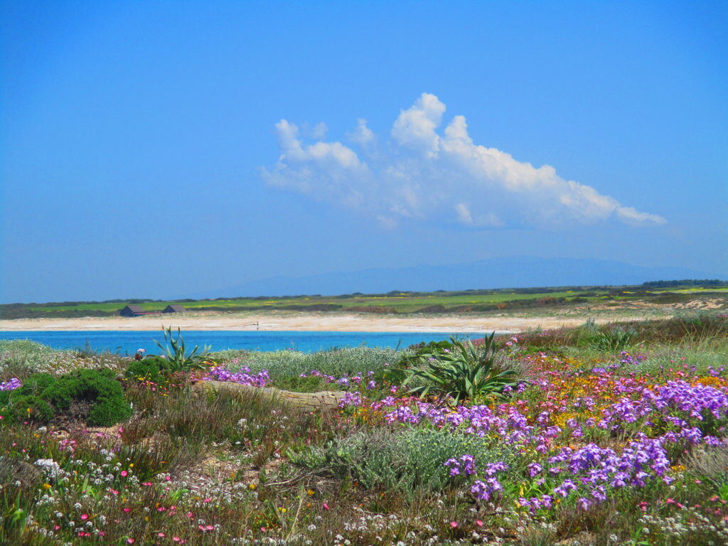 Ponte del 25 Aprile 2025 in Sardegna Natura da Vivere e Limolo House Spiaggia del Sinis